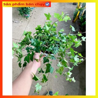 Cây thường xuân chậu treo, ngọn dài 40cm lá xanh khỏe dễ chăm sóc