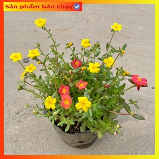 Cây Hoa Sam Thái Mix nhiều màu Trồng Bịch Nhiều Ngọn Xum Xuê