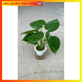 Trầu bà Monstera thủy sinh
