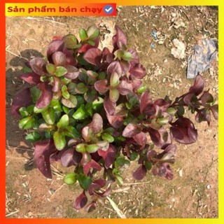 Cây diệu kỷ đỏ cao 15cm nhiều nhánh sum suê lá đỏ