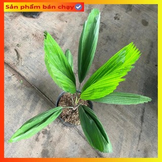 Cây cọ nhật, kè nhật 80cm