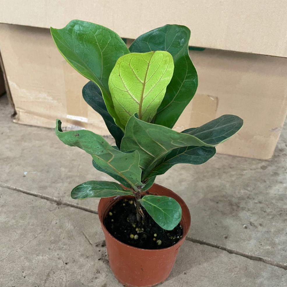 Cây Bàng Singapore mini 20cm  11