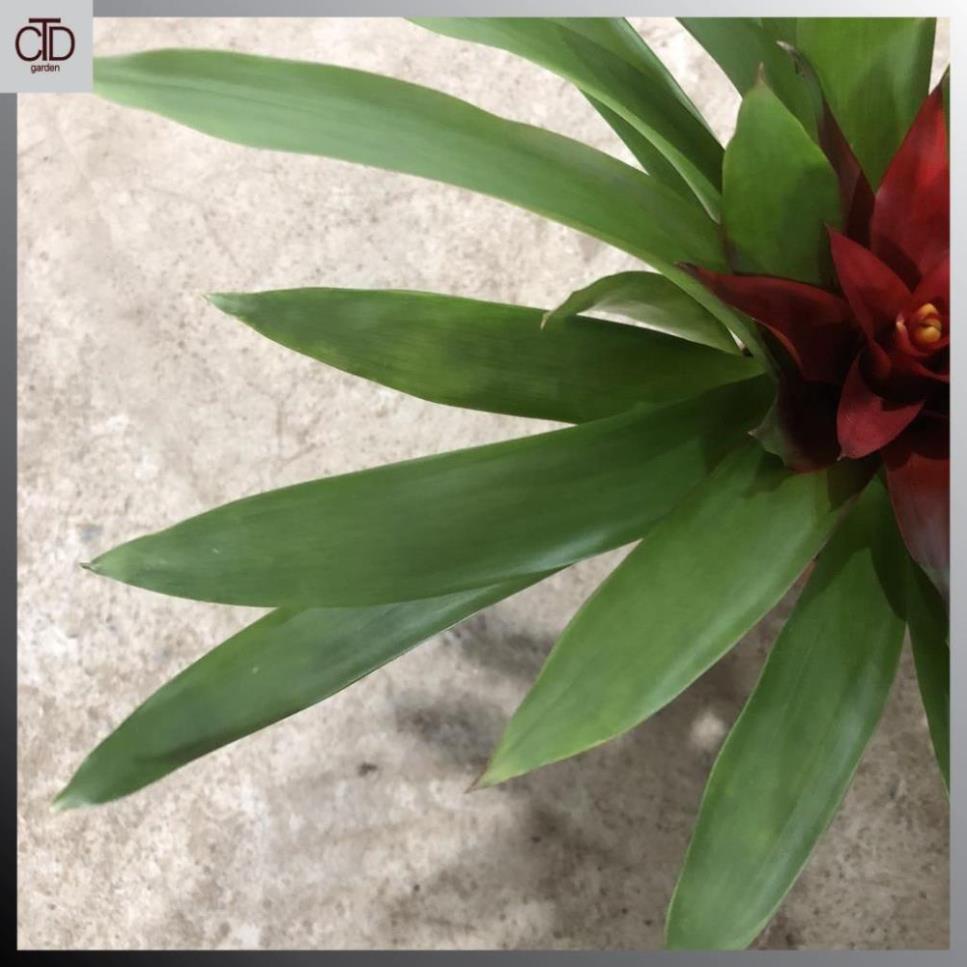 Cây nến đỏ phong thủy chiều cao 20cm hoa đỏ  23