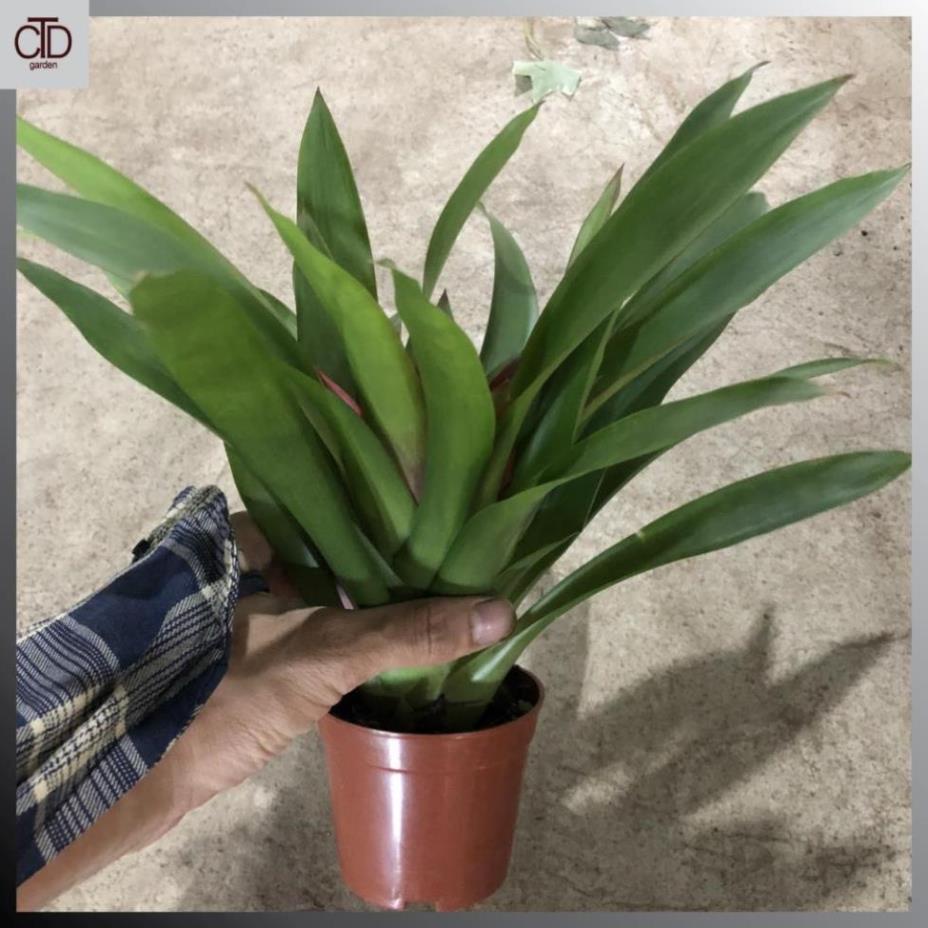 Cây nến đỏ phong thủy chiều cao 20cm hoa đỏ  23