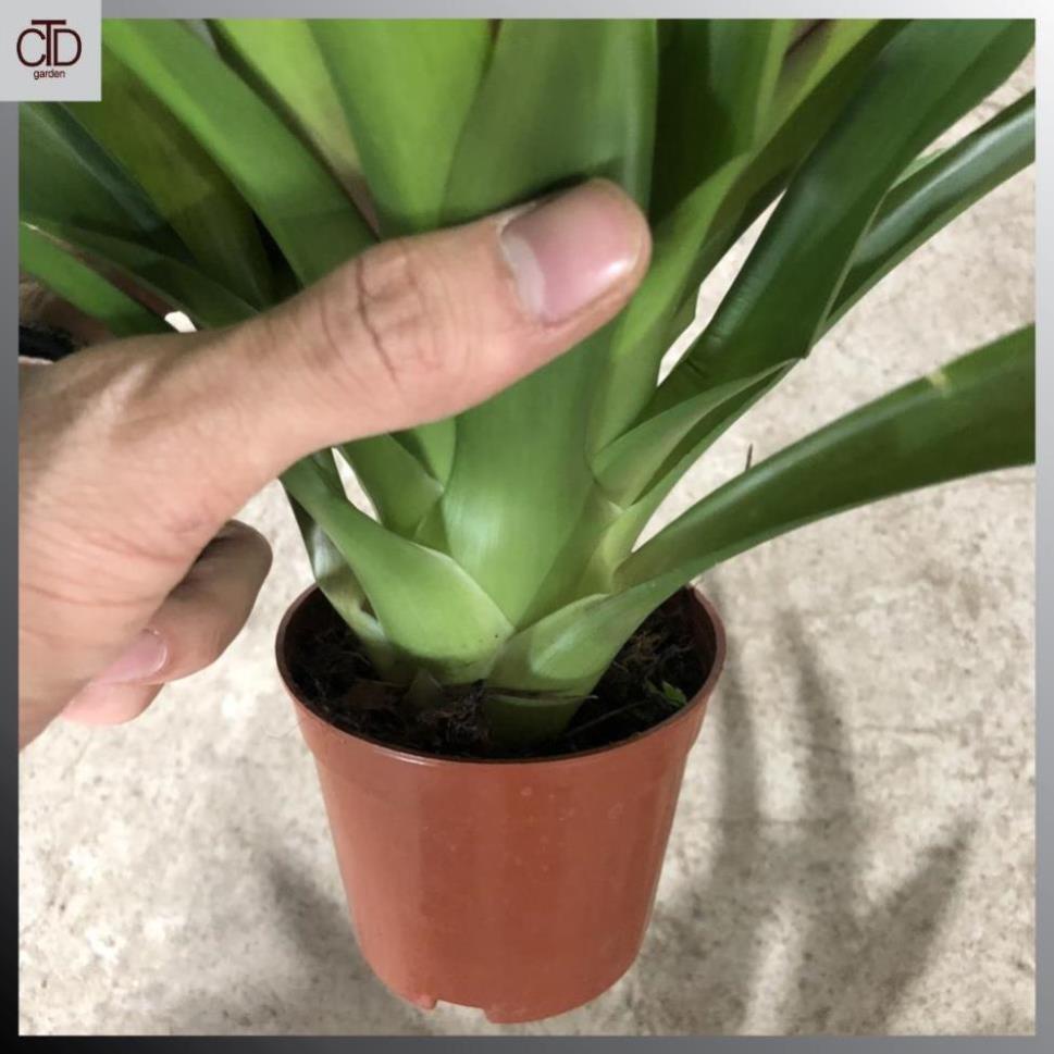 Cây nến đỏ phong thủy chiều cao 20cm hoa đỏ  23