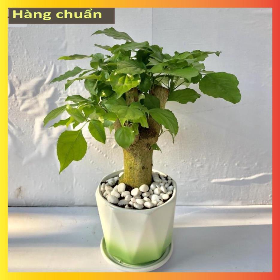 Cây hạnh phúc mini 1 thân để bàn kèm chậu sứ, để bàn làm việc Cao 35cm  21