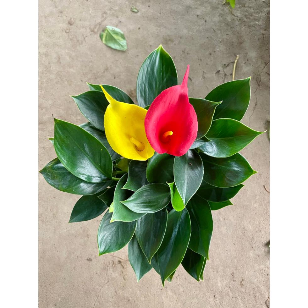 Cây hoa Vân Môn 20cm, hoa nở bắt mắt, cây khỏe sống bền, trang trí nội thất sân vườn  19