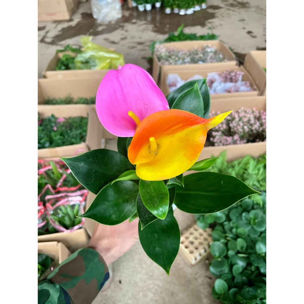 Cây hoa Vân Môn 20cm, hoa nở bắt mắt, cây khỏe sống bền, trang trí nội thất sân vườn  19