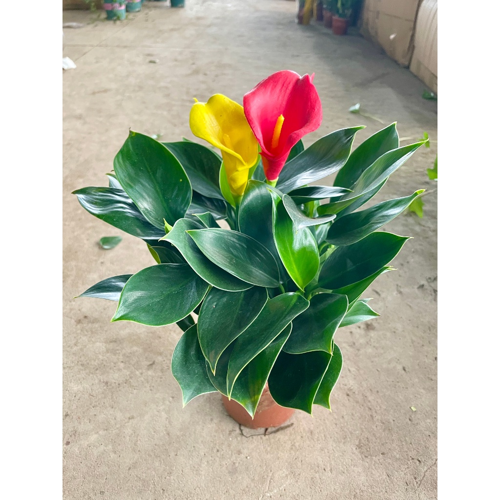 Cây hoa Vân Môn 20cm, hoa nở bắt mắt, cây khỏe sống bền, trang trí nội thất sân vườn  19