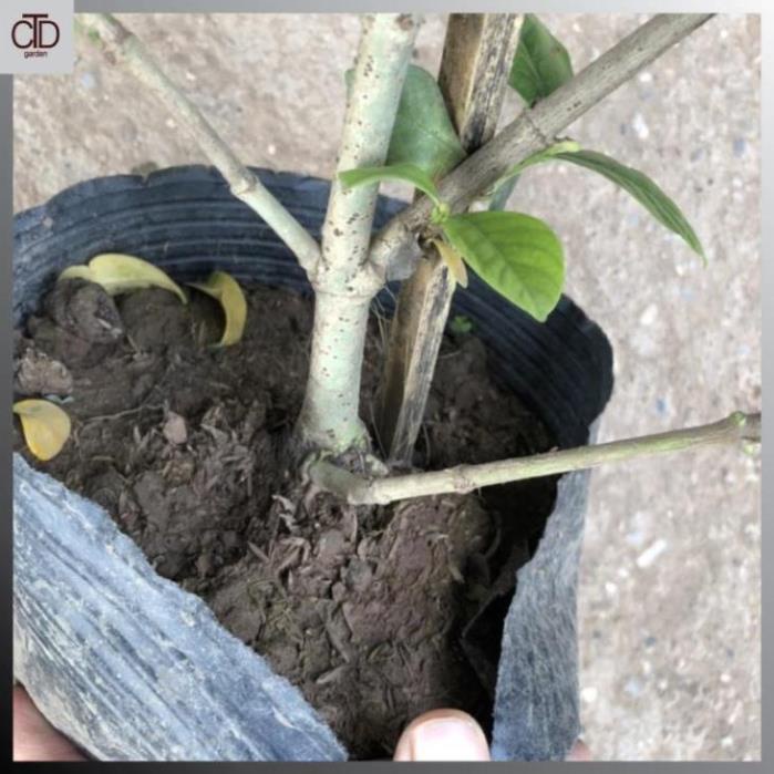 Cây hoa bạch thiên hương, hoa dành dành, Cao 40cm nhiều nhánh sum suê @