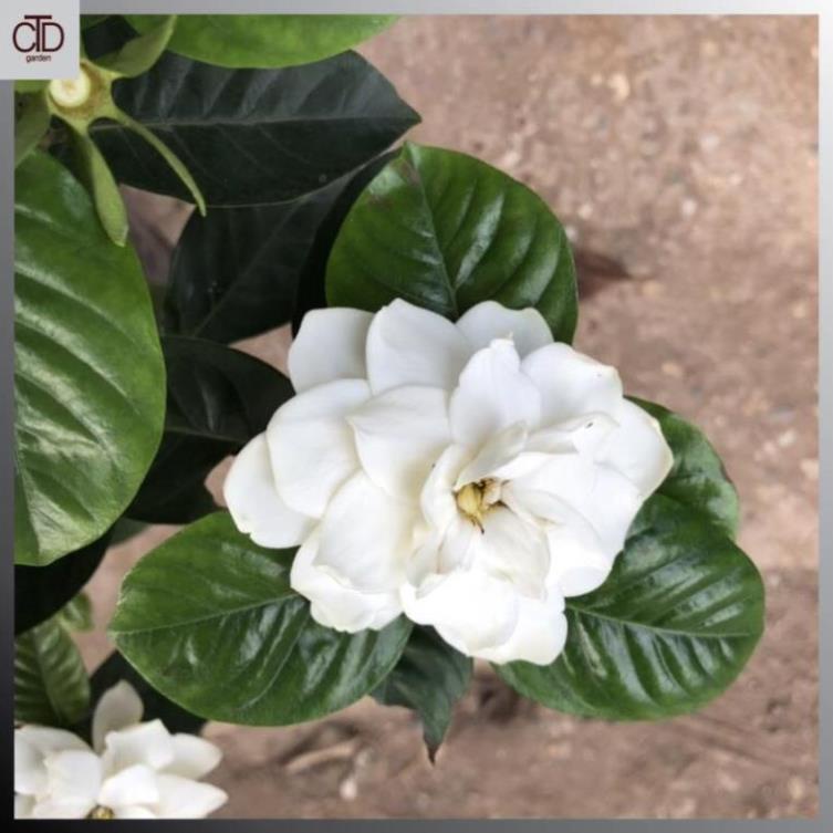 Cây hoa bạch thiên hương, hoa dành dành, Cao 40cm nhiều nhánh sum suê @