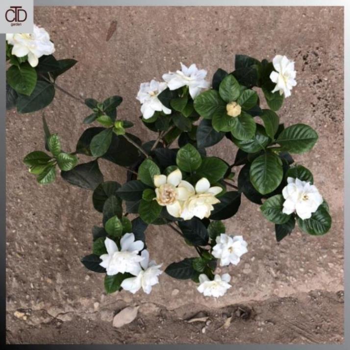 Cây hoa bạch thiên hương, hoa dành dành, Cao 40cm nhiều nhánh sum suê @