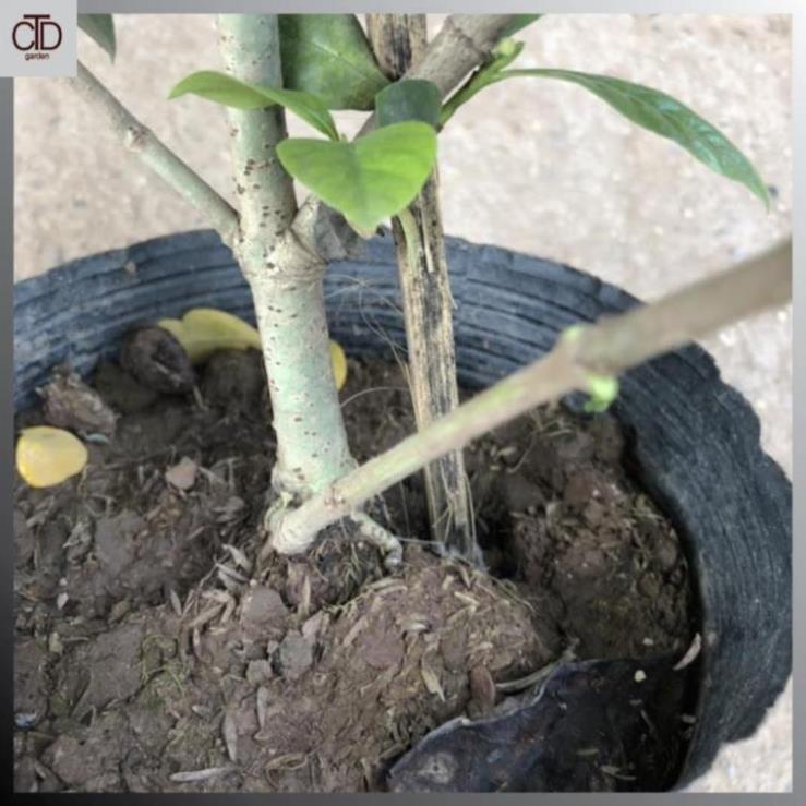 Cây hoa bạch thiên hương, hoa dành dành, Cao 40cm nhiều nhánh sum suê @