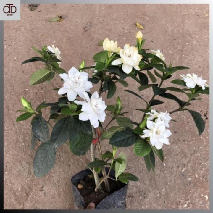 Cây hoa bạch thiên hương, hoa dành dành, Cao 40cm nhiều nhánh sum suê @