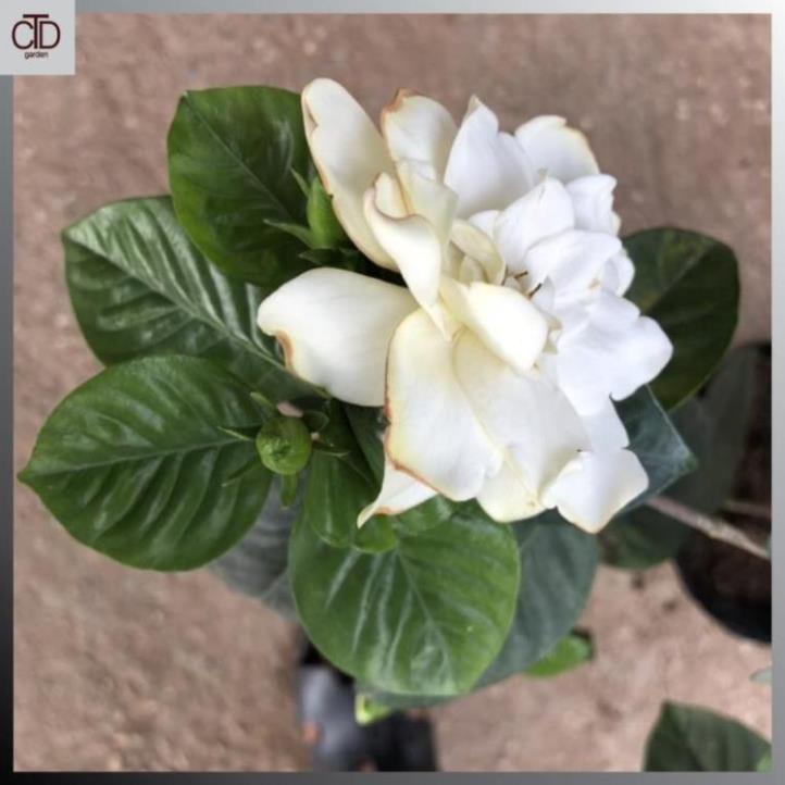 Cây hoa bạch thiên hương, hoa dành dành, Cao 40cm nhiều nhánh sum suê @