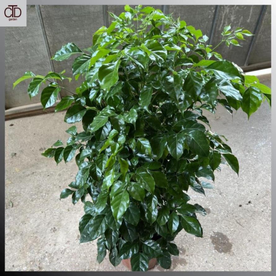 Cây hạnh phúc cao size to, Cao 80cm tán sum suê lá xanh @