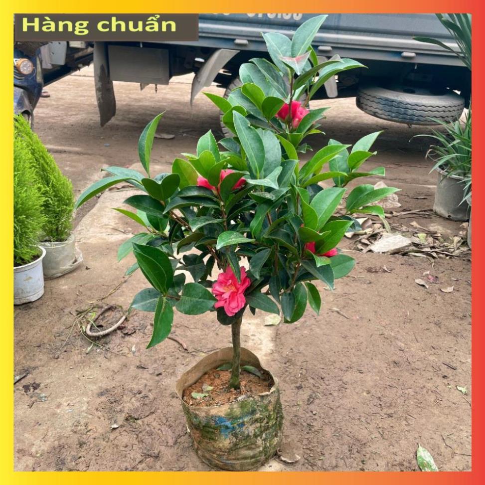 Cây trà tứ quý sẵn hoa nụ nở quanh năm  11