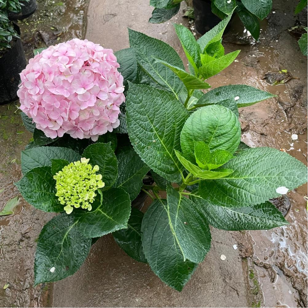 Cây hoa cẩm tú cầu to 5-6 nhánh, tán 50 cm bầu chắc cây khỏe  11