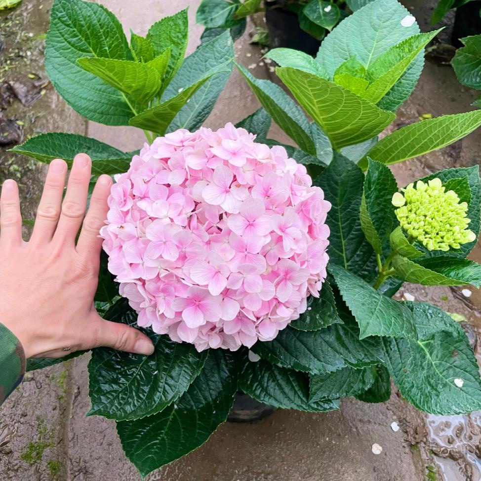 Cây hoa cẩm tú cầu to 5-6 nhánh, tán 50 cm bầu chắc cây khỏe  11