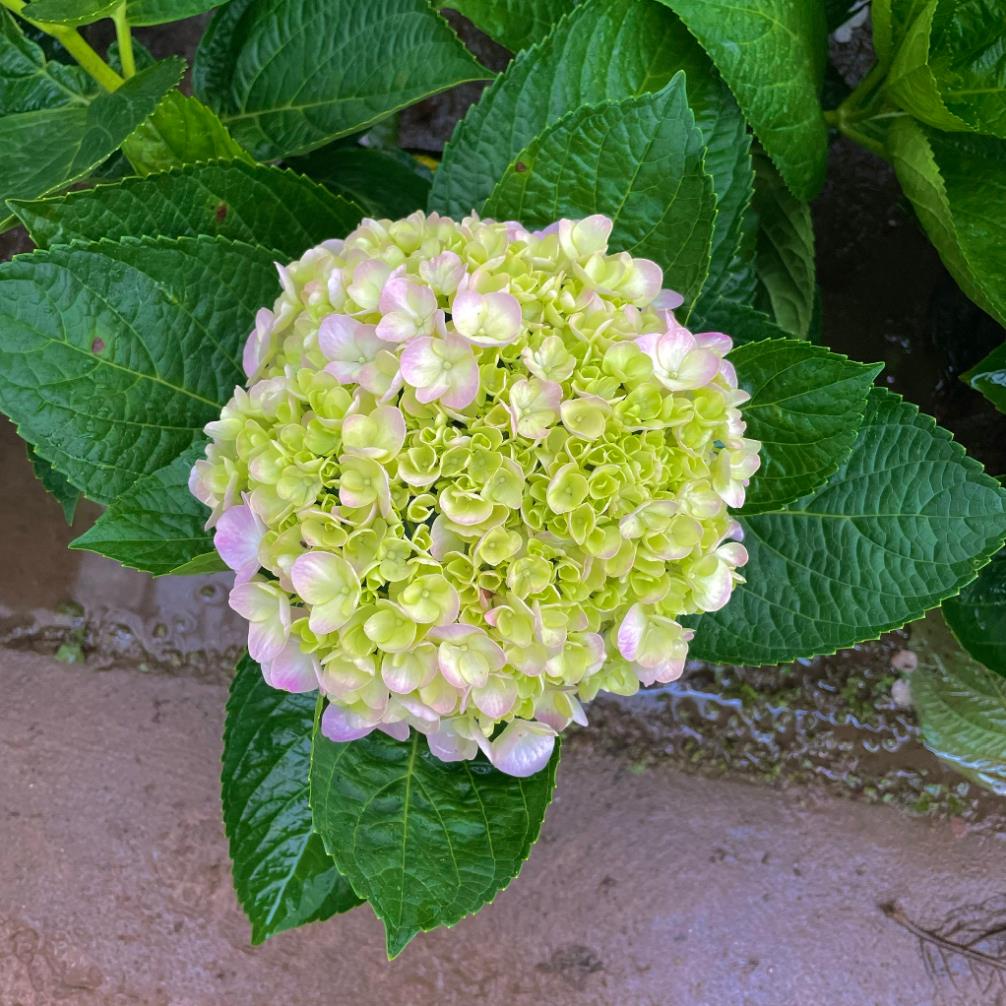 Cây hoa cẩm tú cầu to 5-6 nhánh, tán 50 cm bầu chắc cây khỏe  11