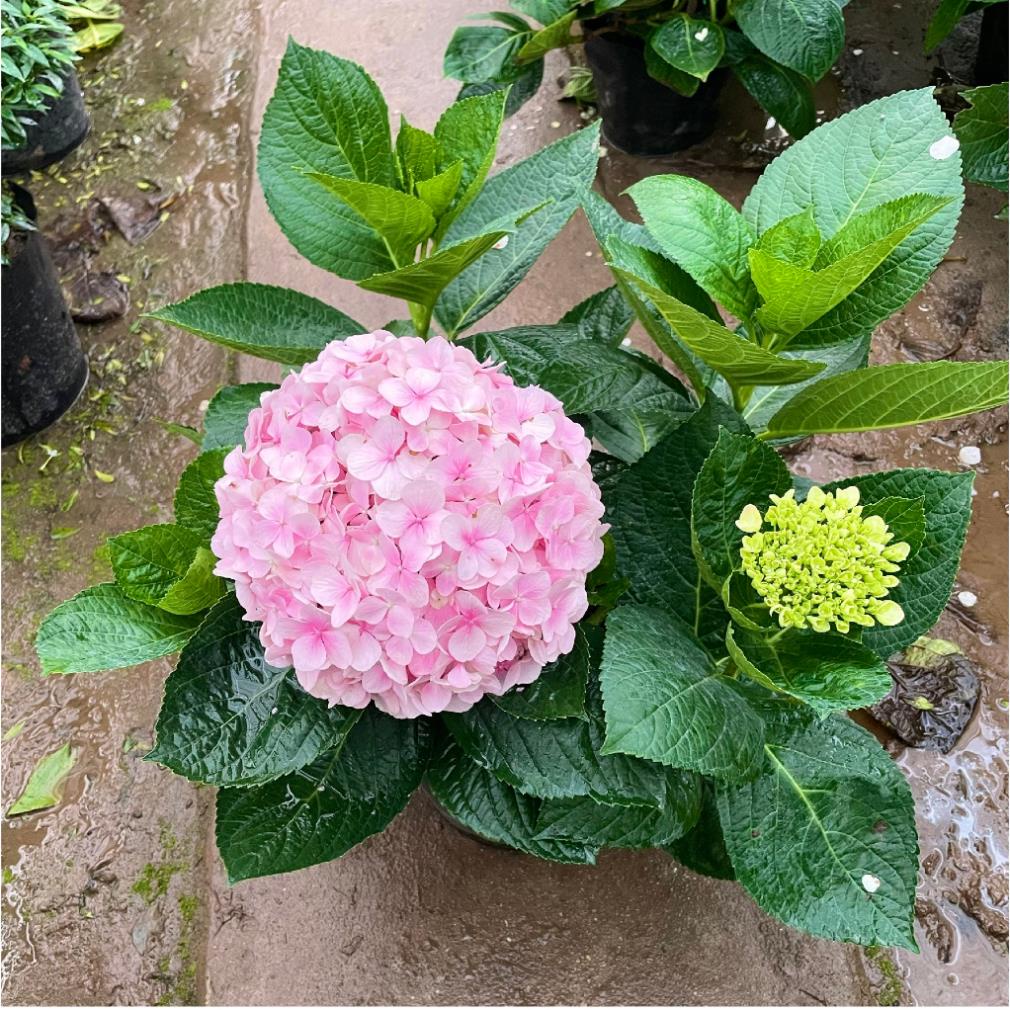 Cây hoa cẩm tú cầu to 5-6 nhánh, tán 50 cm bầu chắc cây khỏe  11