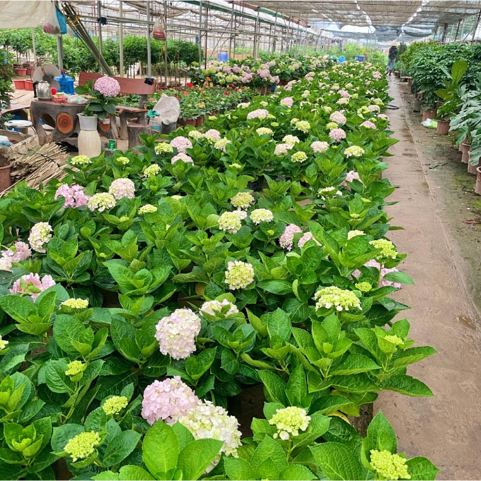 Cây hoa cẩm tú cầu to 5-6 nhánh, tán 50 cm bầu chắc cây khỏe  11