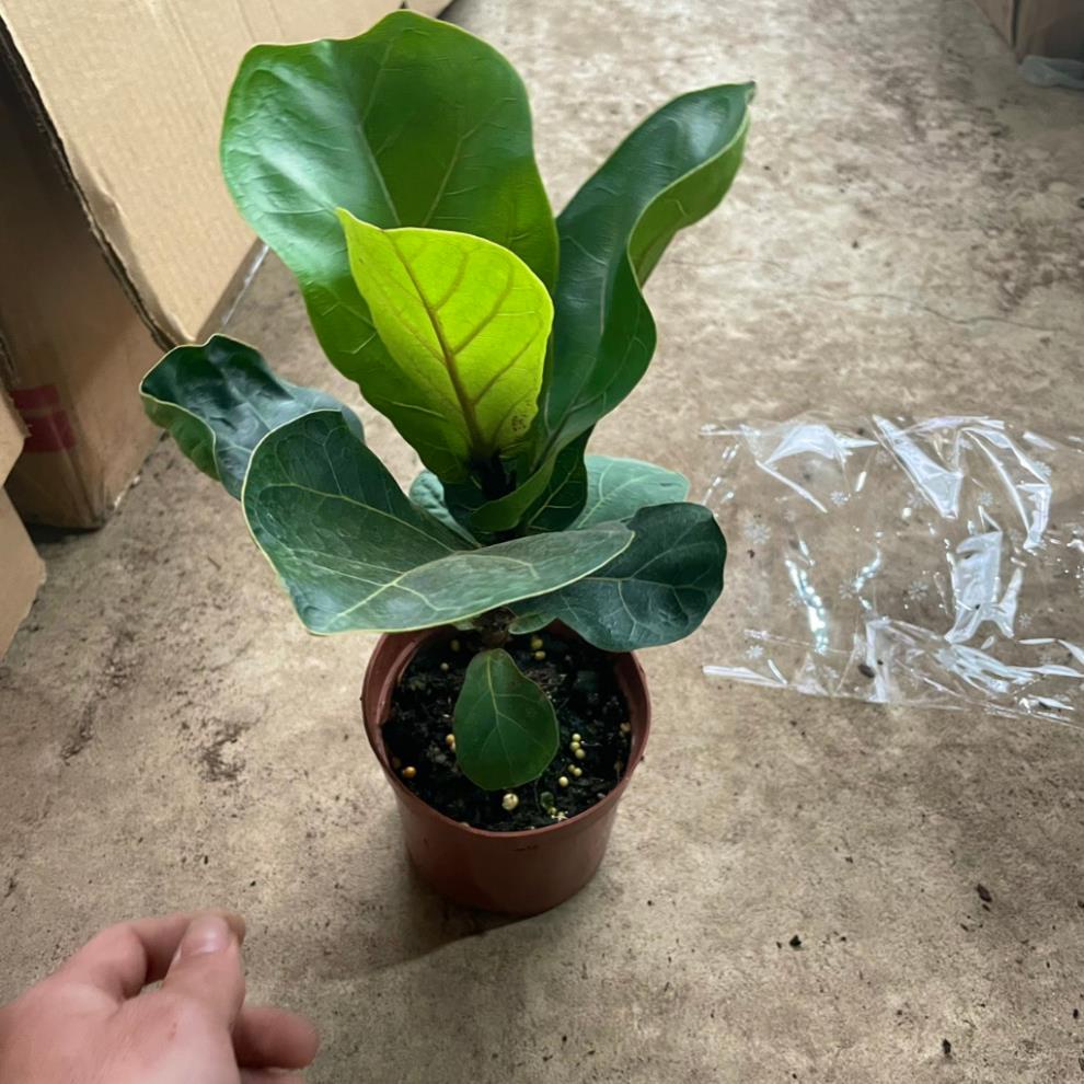 Cây Bàng Singapore mini 20cm  11