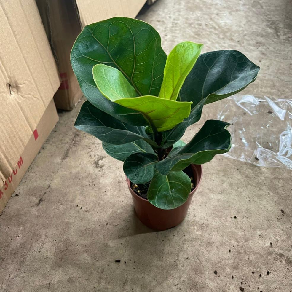 Cây Bàng Singapore mini 20cm  11