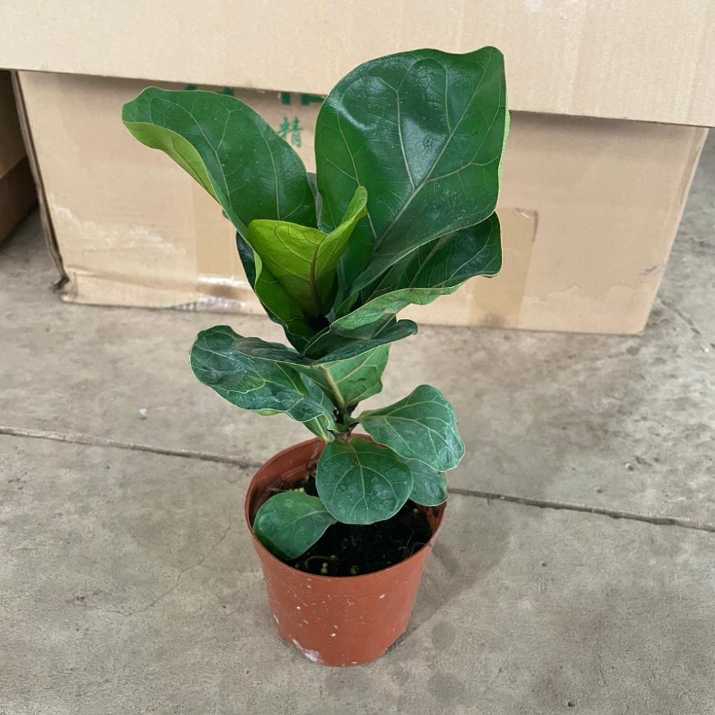 Cây Bàng Singapore mini 20cm  11