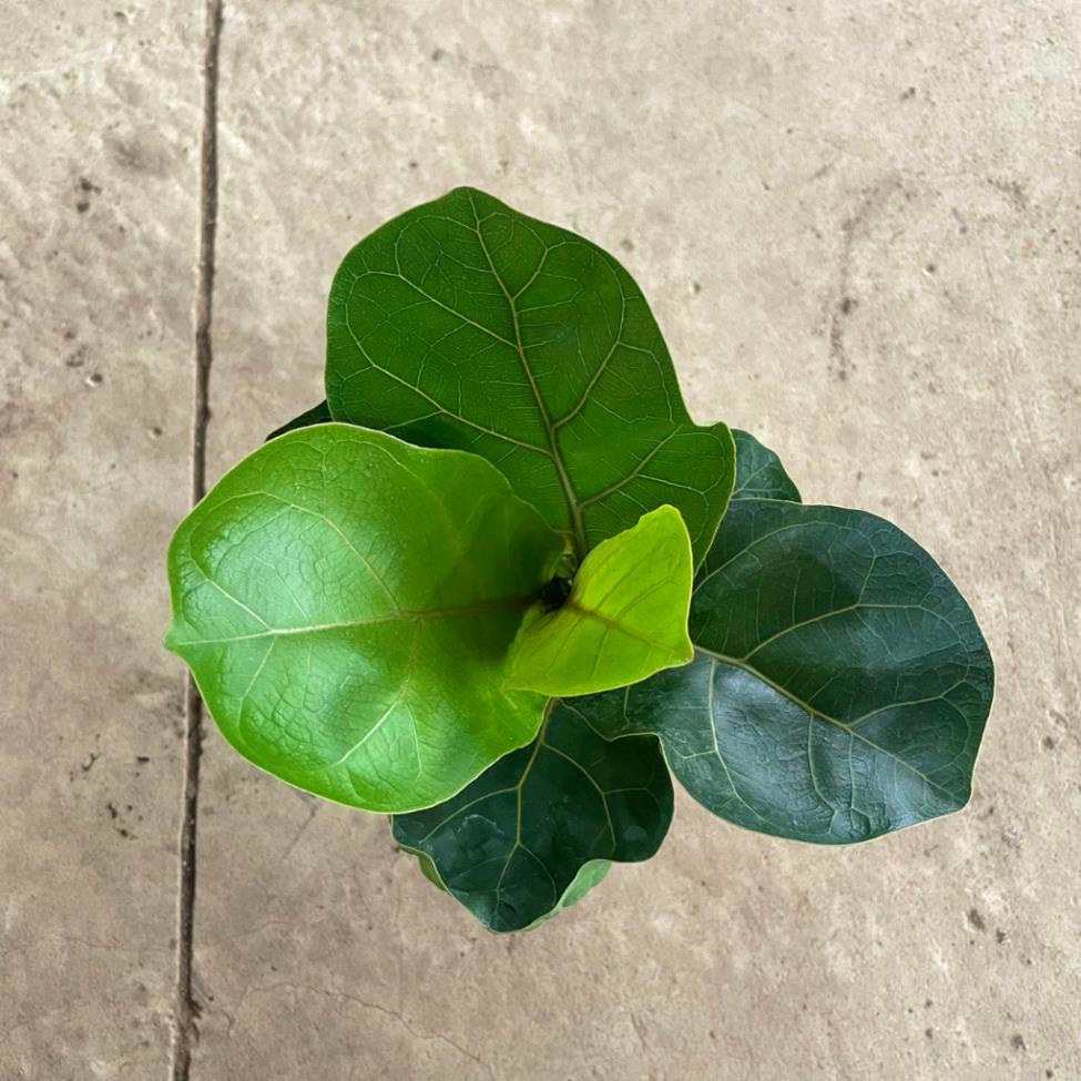 Cây Bàng Singapore mini 20cm  11