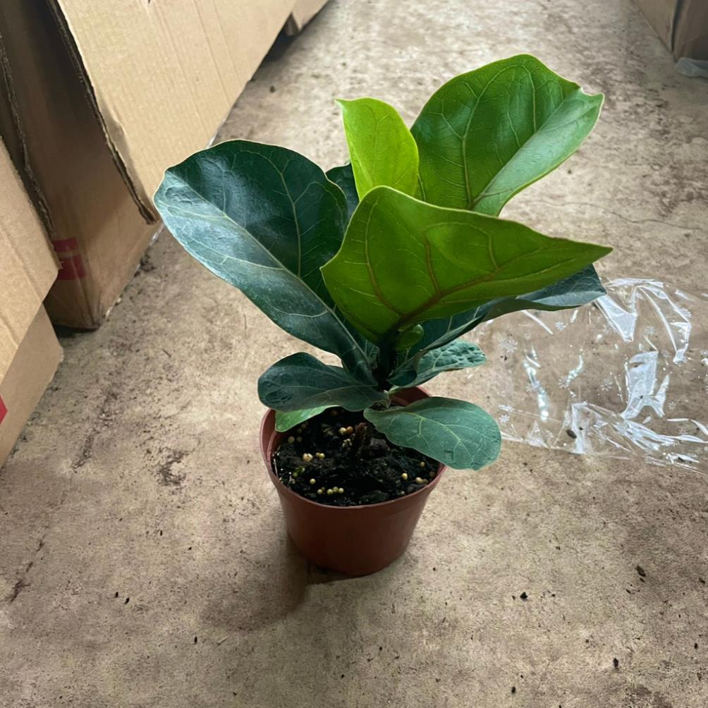 Cây Bàng Singapore mini 20cm  11