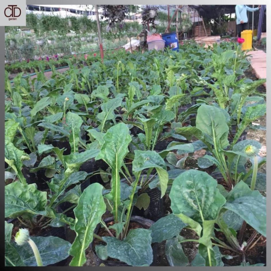 Cây hoa ĐỒNG TIỀN cao, chiều cao 30-35cm cây đã có nụ và hoa  17