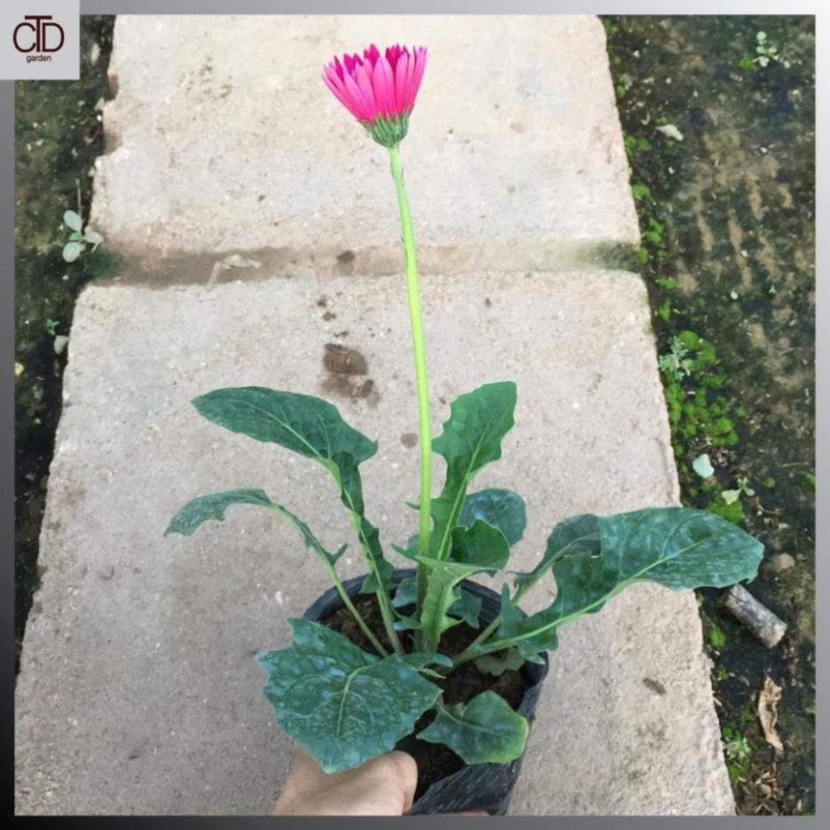 Cây hoa ĐỒNG TIỀN cao, chiều cao 30-35cm cây đã có nụ và hoa  17