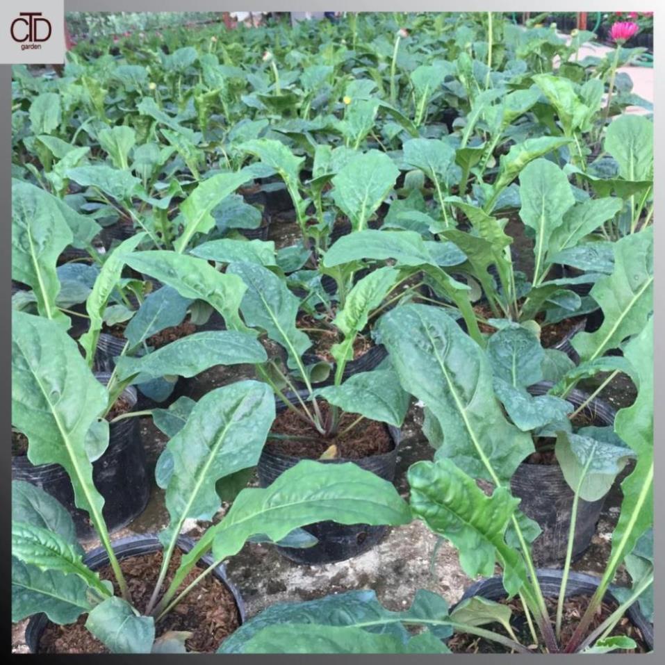 Cây hoa ĐỒNG TIỀN cao, chiều cao 30-35cm cây đã có nụ và hoa  17