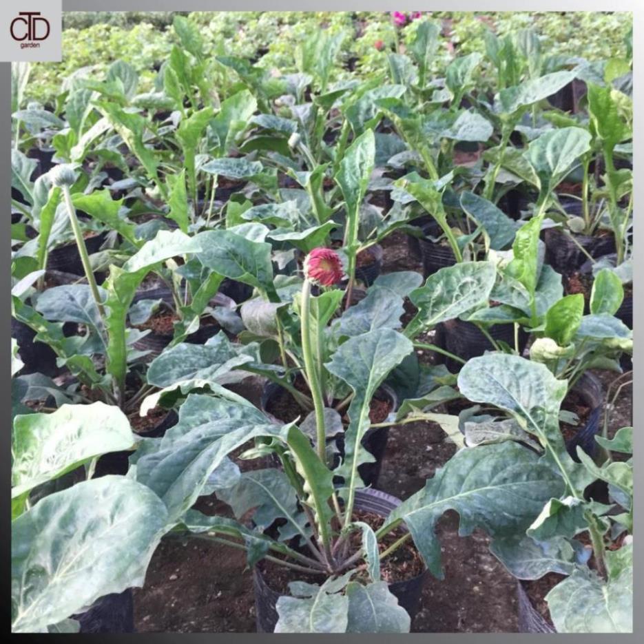 Cây hoa ĐỒNG TIỀN cao, chiều cao 30-35cm cây đã có nụ và hoa  17