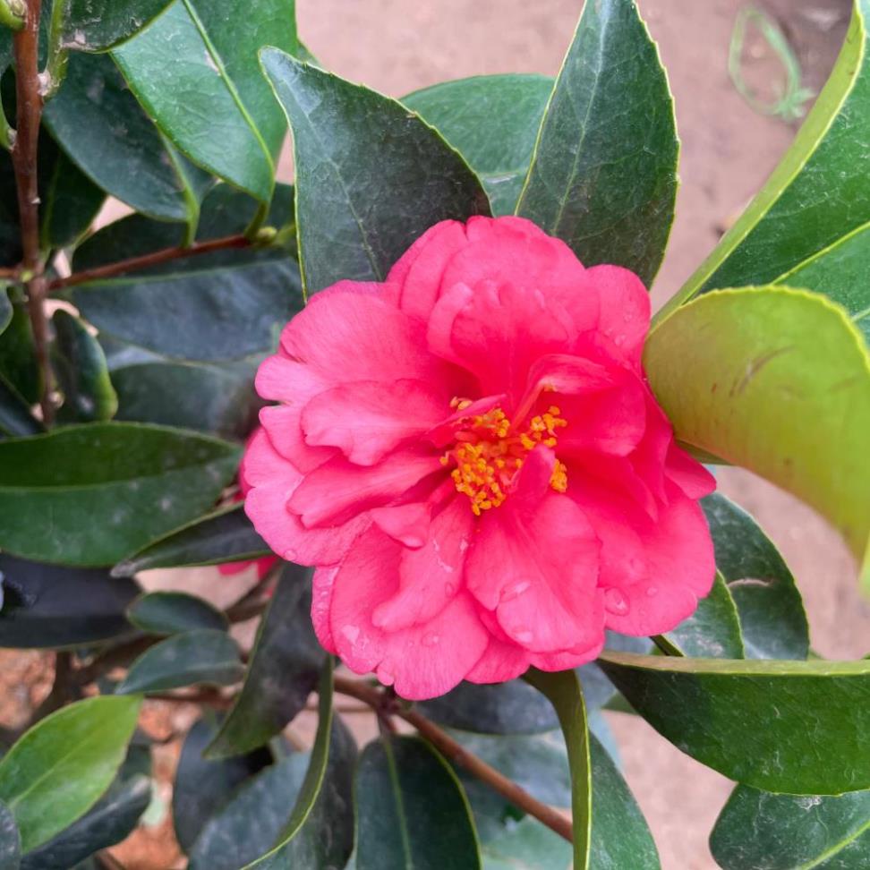 Cây trà tứ quý sẵn hoa nụ nở quanh năm  11