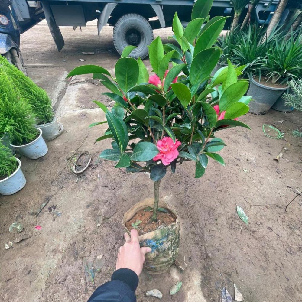 Cây trà tứ quý sẵn hoa nụ nở quanh năm  11