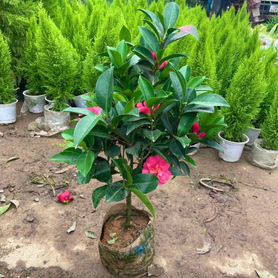 Cây trà tứ quý sẵn hoa nụ nở quanh năm  11