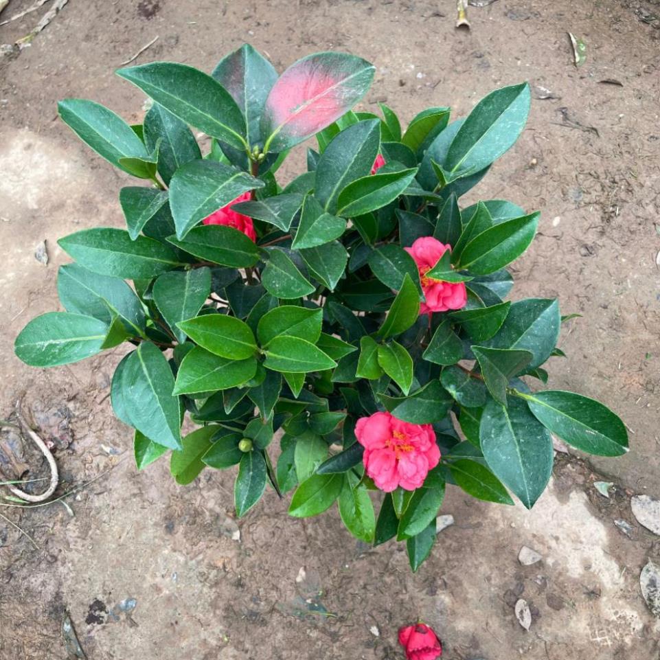 Cây trà tứ quý sẵn hoa nụ nở quanh năm  11