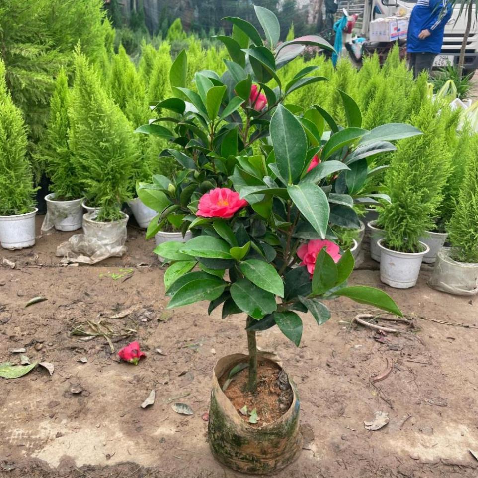 Cây trà tứ quý sẵn hoa nụ nở quanh năm  11