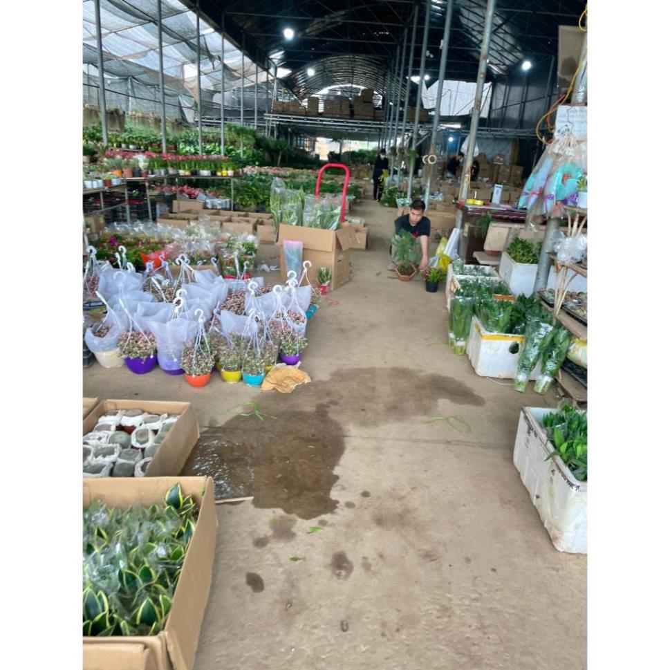 Cây trà tứ quý sẵn hoa nụ nở quanh năm  11