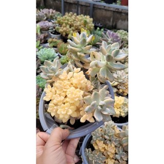sen đá đá var size lớn