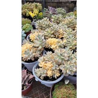 sen đá đá var size lớn