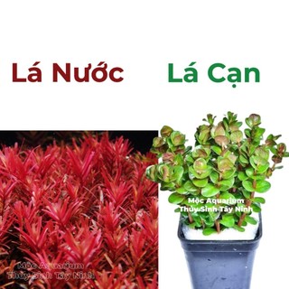 1 ngọn lá nước /lá cạn - rotala super red - cây thủy sinh - cây cắt cắm