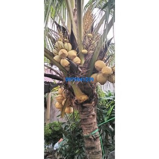 Cây dừa tam quan( dừa vàng)  40k / cây