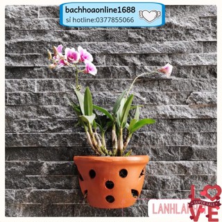 Chậu gốm sứ ốp tường trồng hoa treo tường, có lỗ treo, hình bán nguyệt, trồng lan trang trí ngoài trời, nhiều cỡ