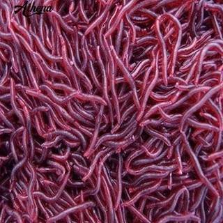 Mồi Câu Cá Giả Hình Giun Màu Đỏ