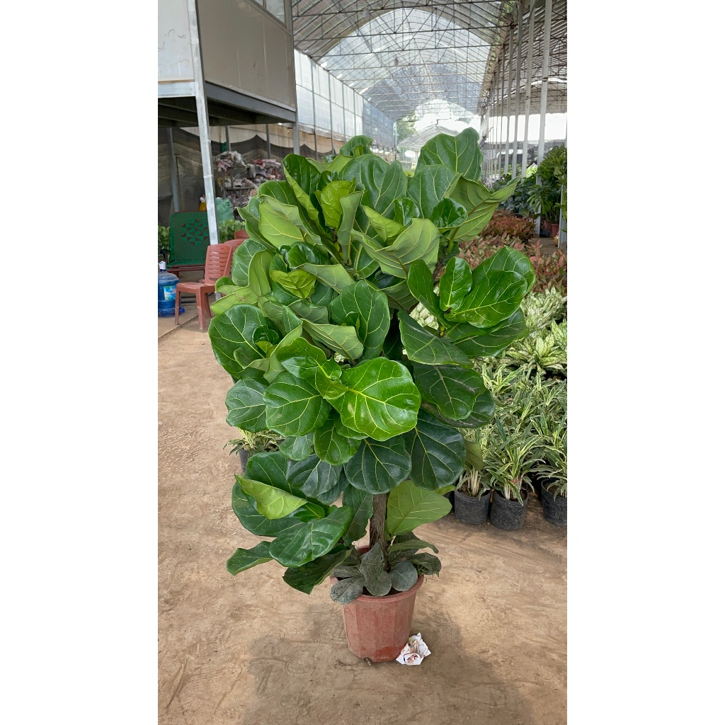 Cây Bàng Singapore size to nhiều ngọn, tán dày đẹp