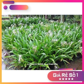 Cây bạch trinh biển, củ bạch trinh, cây trồng trang trí sân vườn