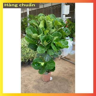 Cây Bàng Singapore size to nhiều ngọn, tán dày đẹp